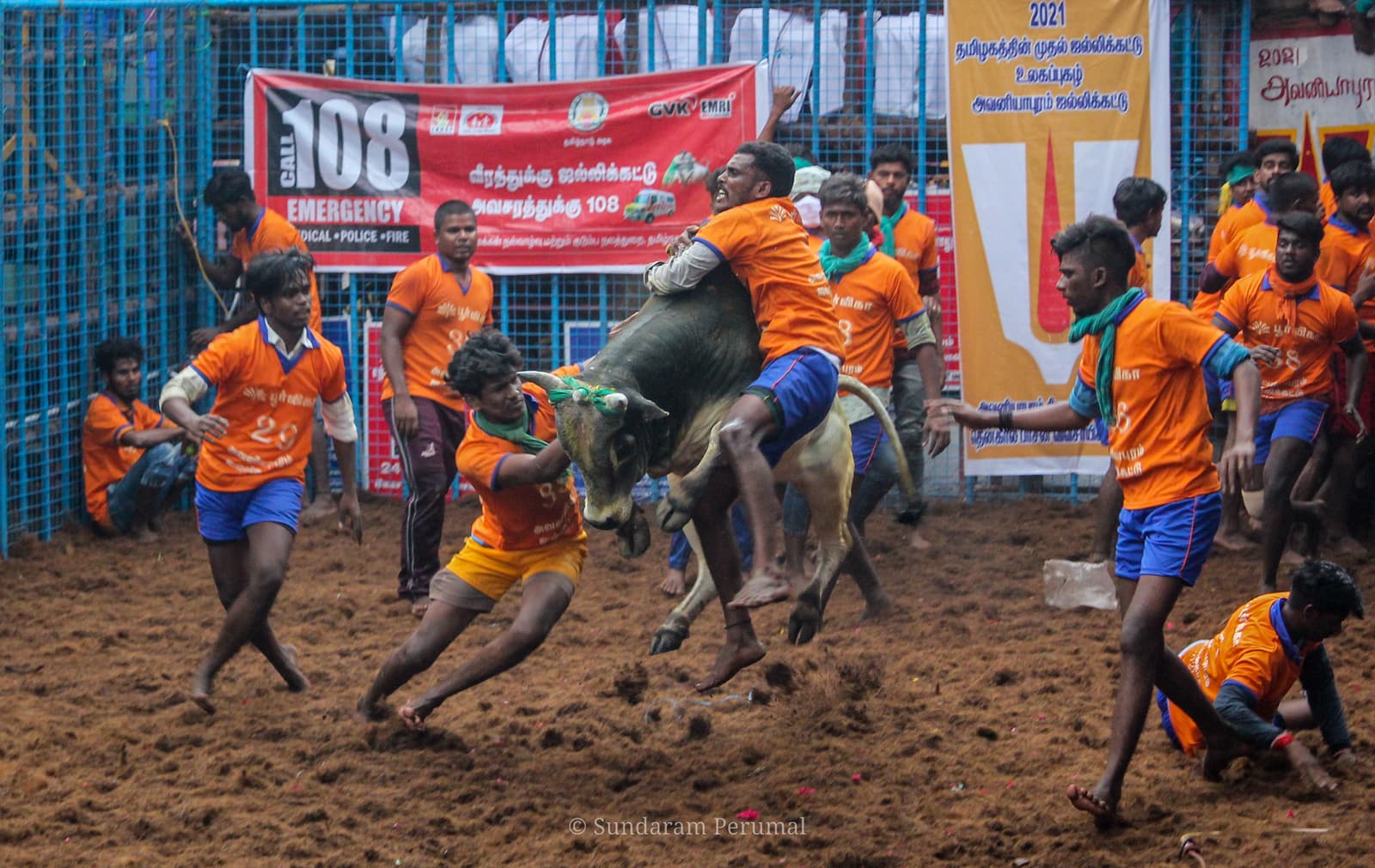 Jallikattu, a traditional Tamil sport